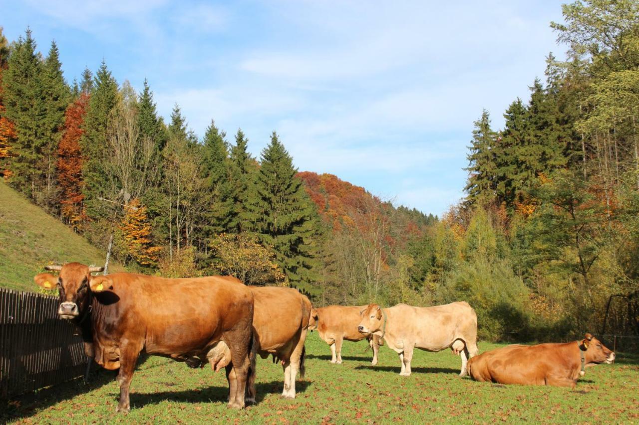 Urlaub Mitten Im Wald - Lueg Scheibbs Buitenkant foto